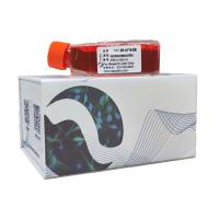 HS 1.Tes人正常睾丸细胞