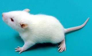 角叉菜胶诱导的大鼠慢性非细菌性前列腺炎模型总结会