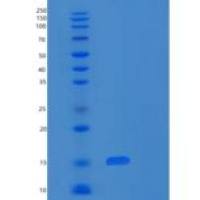 人RPS12重组蛋白