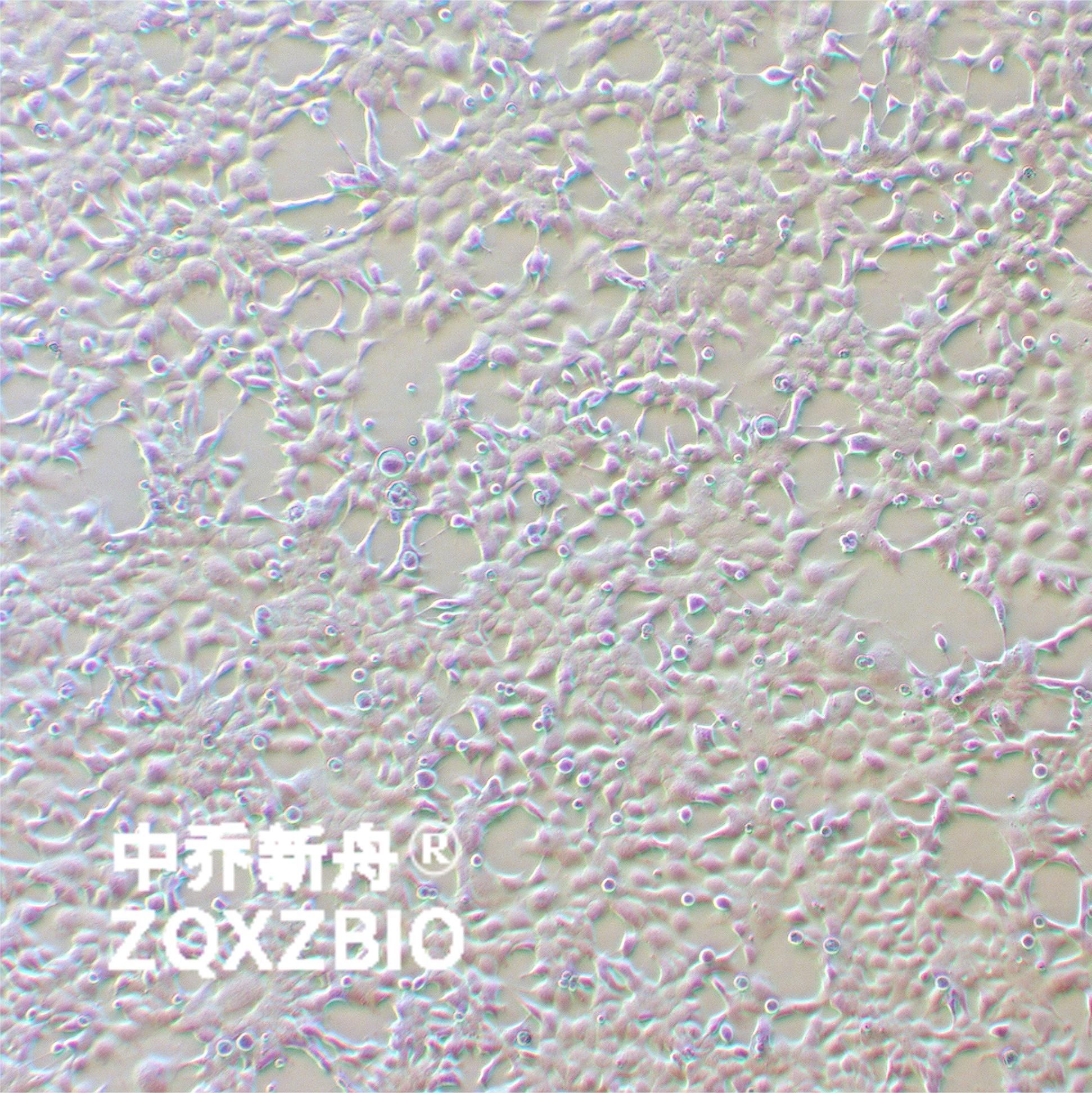 293 [HEK-293]人胚肾细胞