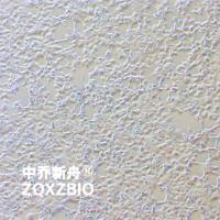 293 [HEK-293]人胚肾细胞