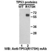 TP53(R175H)