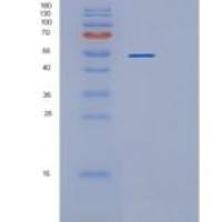 人RUVBL1重组蛋白