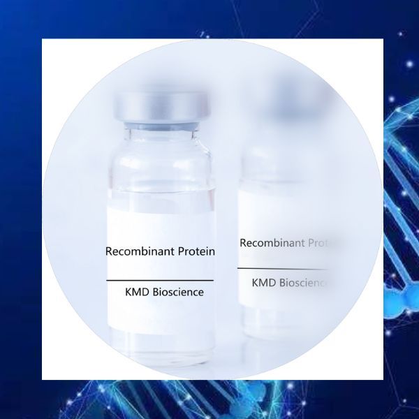Human CD24 Protein，mFc Tag|CD24蛋白|重组人CD24蛋白