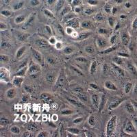 A549人非小细胞肺癌细胞