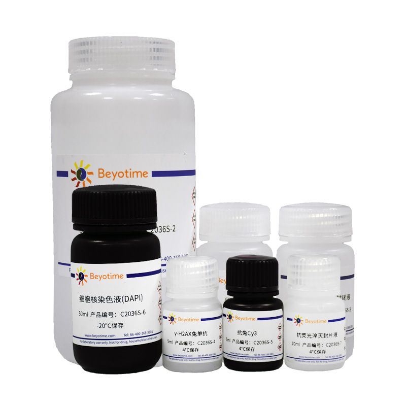 DNA损伤检测试剂盒(γ-H2AX免疫荧光法, 兔单抗, 红色)