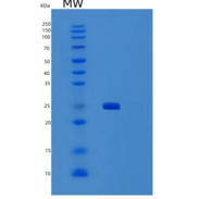 人SENP8重组蛋白