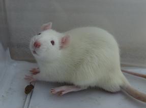 实验性自身免疫性前列腺炎大鼠模型总结会