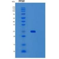 人SENP8重组蛋白