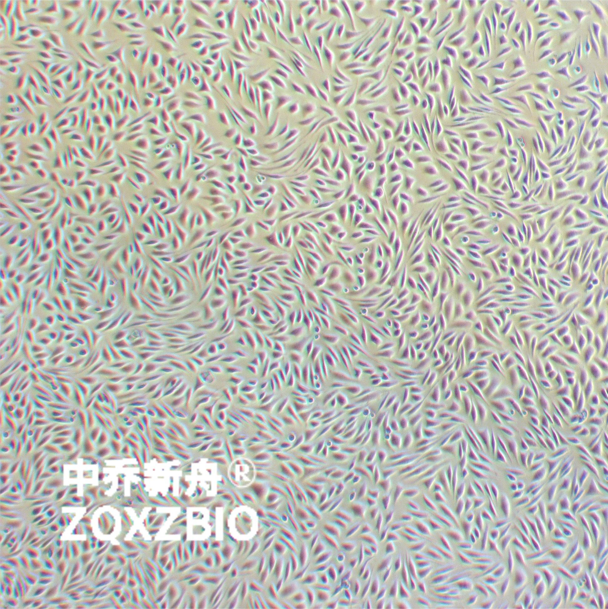 L-929小鼠胚胎成纤维细胞