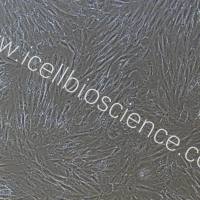 牛脂肪干细胞/免疫荧光鉴定/镜像绮点(Cellverse)