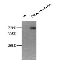 PIK3CA(H1047R) 
