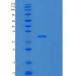 人RPP30重组蛋白