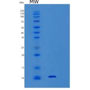 人硒蛋白W1(SEPW1)重组蛋白