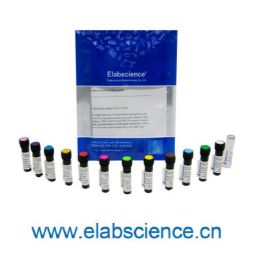 PE/Elab Fluor® 594 Anti-Mouse/Rat FOXP3 Antibody[FJK-16s]_货号:E-AB-F1351P