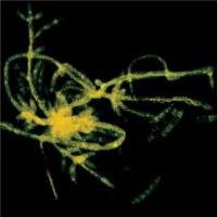 钙荧光白染色试剂盒