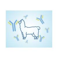 纳米抗体定制服务