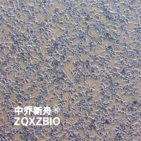 CBRH-7919大鼠肝癌细胞