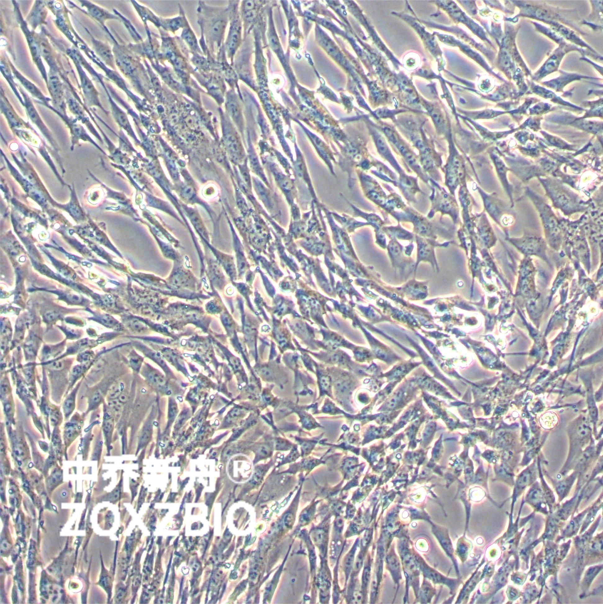 BHK-21 [C-13]仓鼠肾成纤维细胞