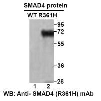 SMAD4 (R361H)