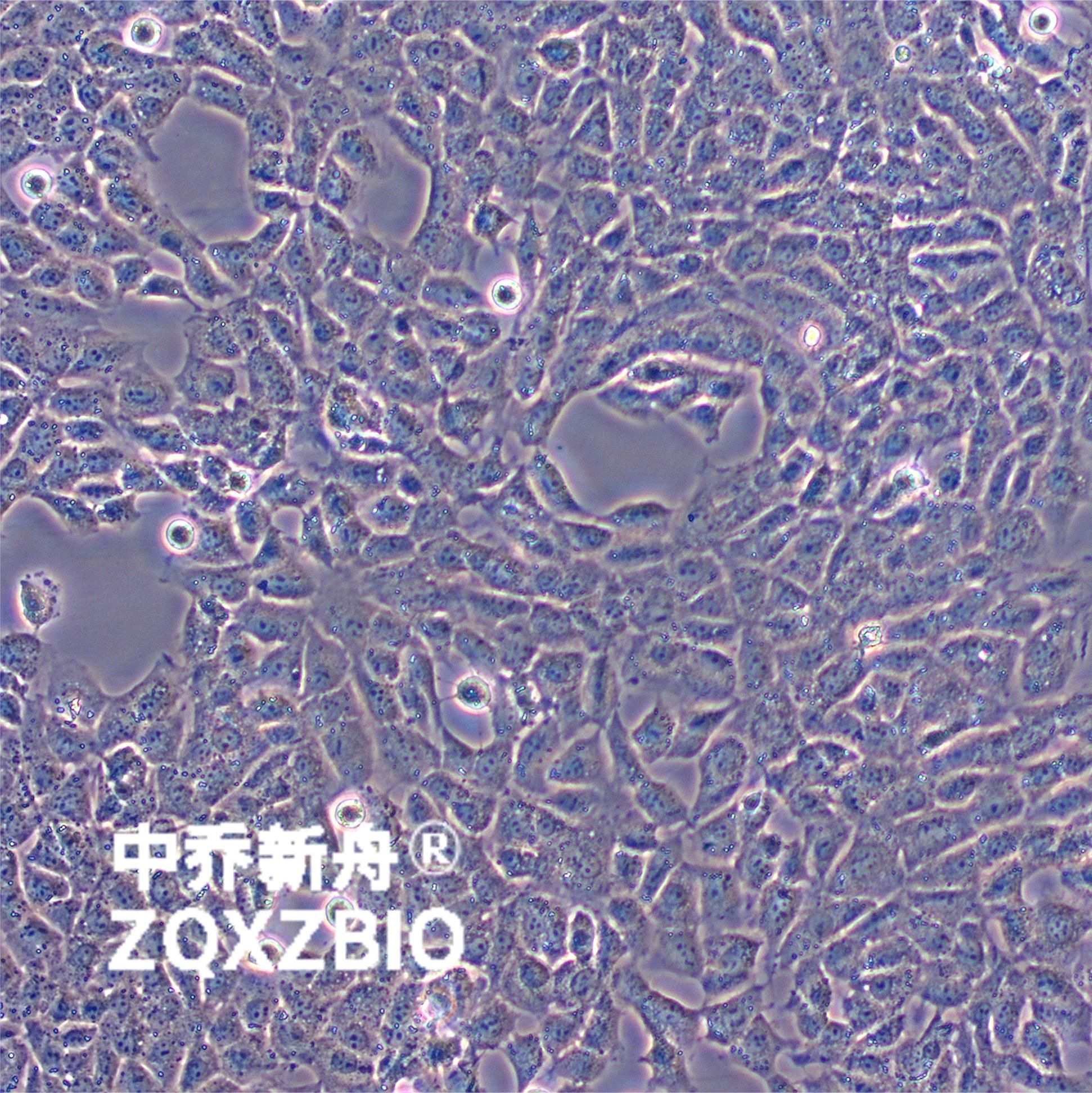 TM3小鼠睾丸间质细胞
