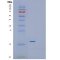 大肠杆菌SecB重组蛋白