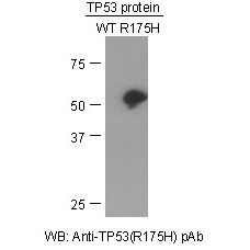 TP53(R175H) Polyclonal Antibody