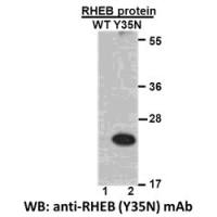 RHEB(Y35N) 