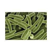 大肠杆菌表达纯化服务