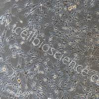 人黑色素细胞/免疫荧光鉴定/镜像绮点(Cellverse)