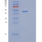 人SERPINB2重组蛋白