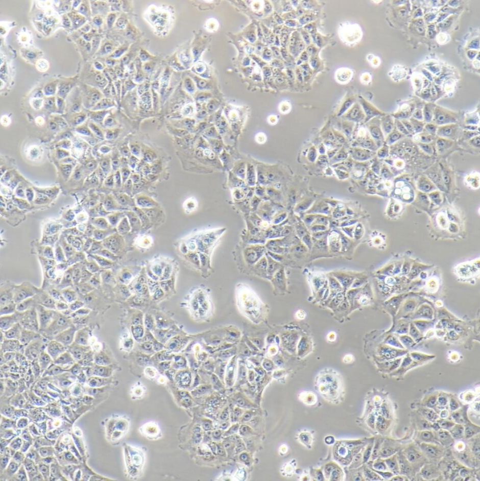 AML12 小鼠肝细胞/种属鉴定/镜像绮点（Cellverse）