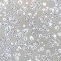 AML12 |AML12细胞|AML-12|AML-12细胞|AML-12小鼠肝细胞/种属