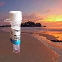 pCMV-T7-SREBF1(human)-2-3×FLAG-Neo质粒载体