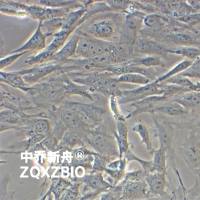 CF-1 MEFCF-1小鼠胚胎成纤维细胞