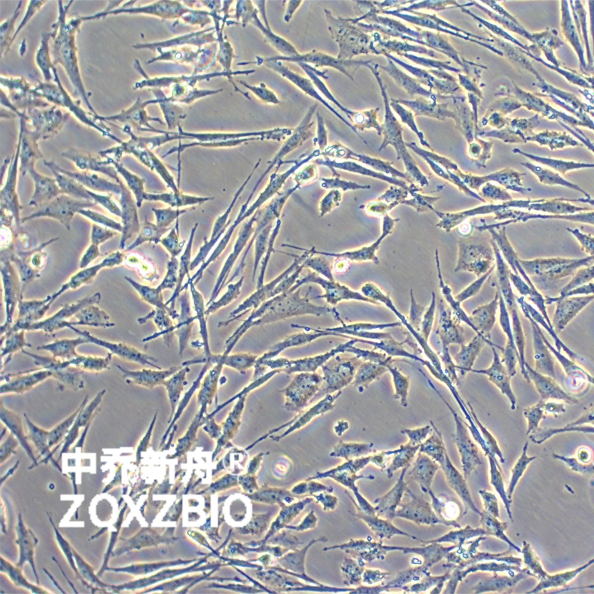 UMNSAH/DF-1鸡胚成纤维细胞