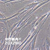 EBTr (NBL-4)牛胚气管细胞