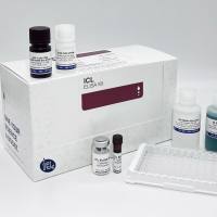 Purified CHO GTP-binding nuclear protein(RAN)蛋白