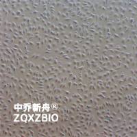 C3H/10T1/2, Clone 8小鼠胚胎成纤维细胞