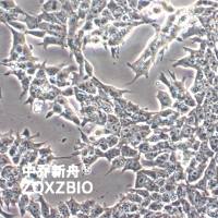 NE-4C小鼠神经干细胞