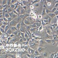 COS-1非洲绿猴SV40转化的肾细胞