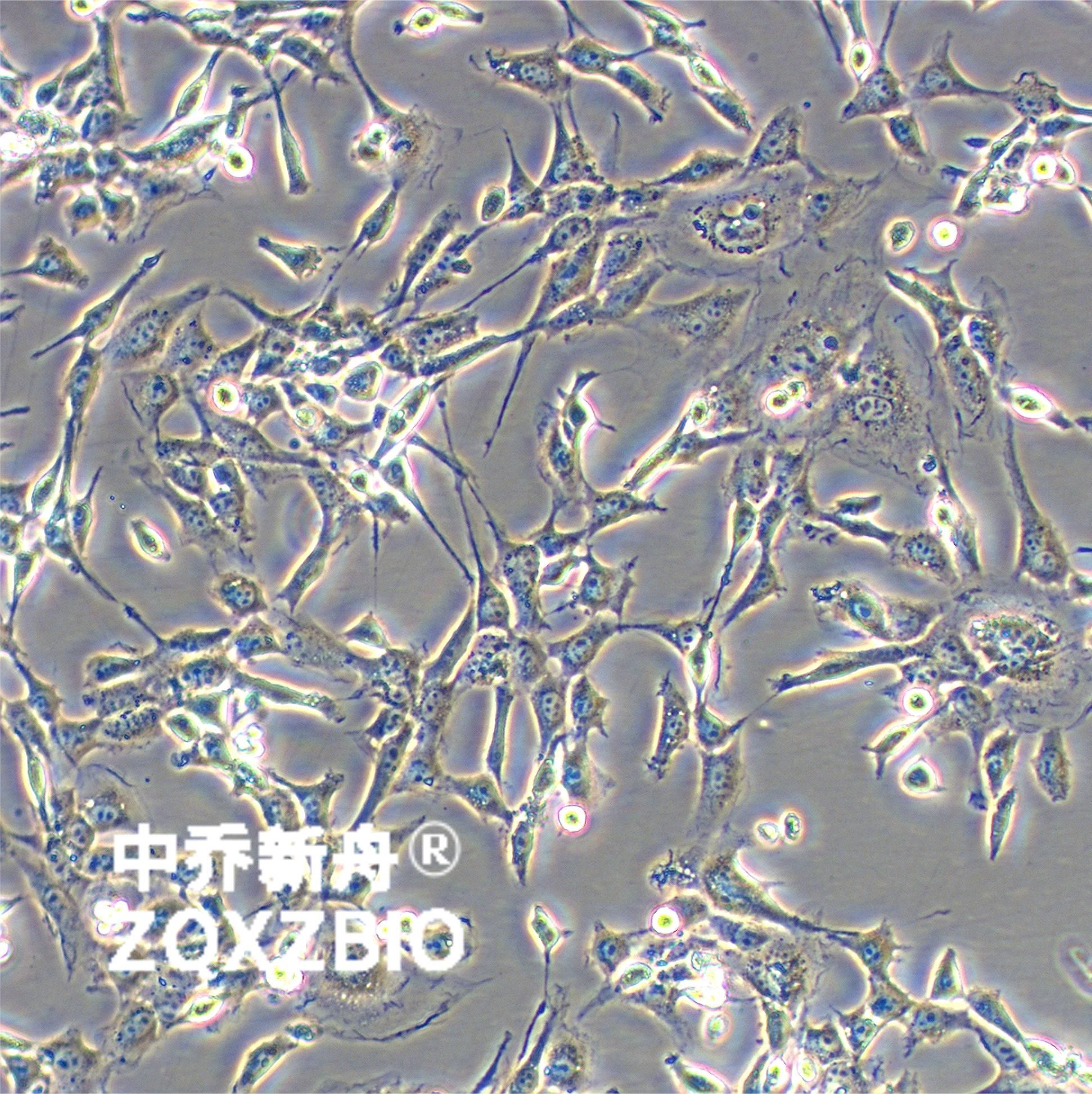 STO小鼠胚胎成纤维细胞