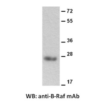 BRaf Antibody