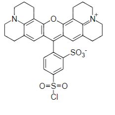 磺酰罗丹明G CAS 5873-16-5