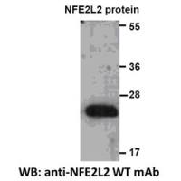 NFE2L2 Monoclonal