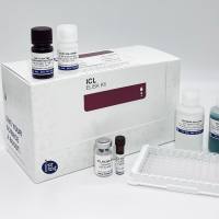 仓鼠 CHO 基质金属蛋白酶-19 (MMP-19) ELISA 试剂盒-Hamster CHO