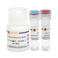 Bst 8.0 DNA Polymerase