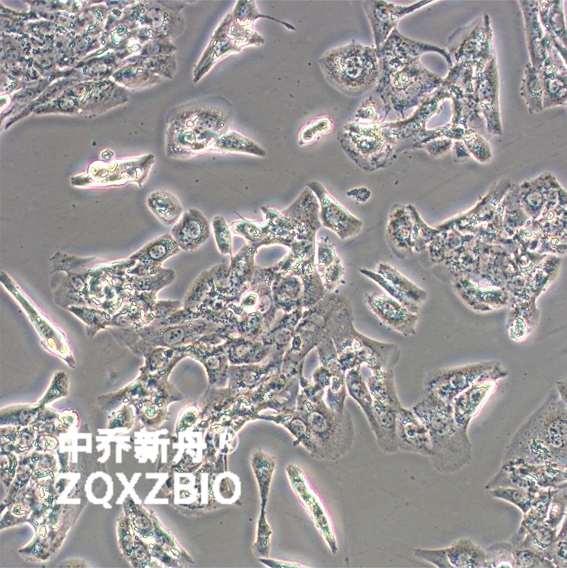 MLTC-1小鼠睾丸间质细胞瘤细胞