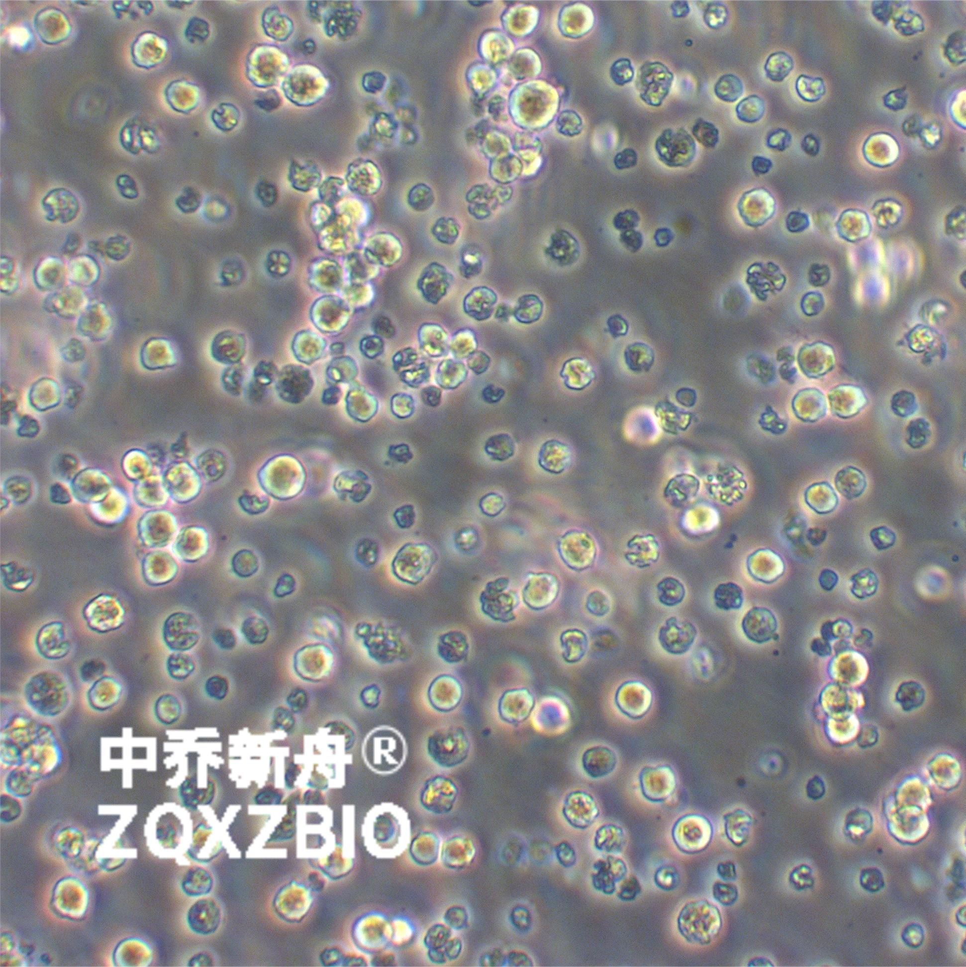 L5178Y TK+/- clone (3.7.2C)小鼠淋巴瘤细胞