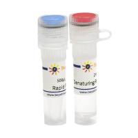 Rapid PNGase F去糖基化试剂盒(变性法)